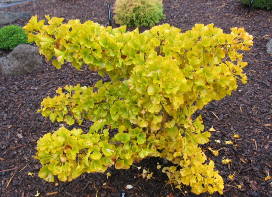 Гинкго билоба Menhir