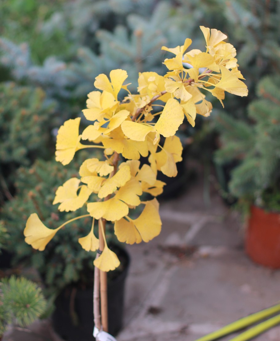 Ginkgo Biloba 'Denise'