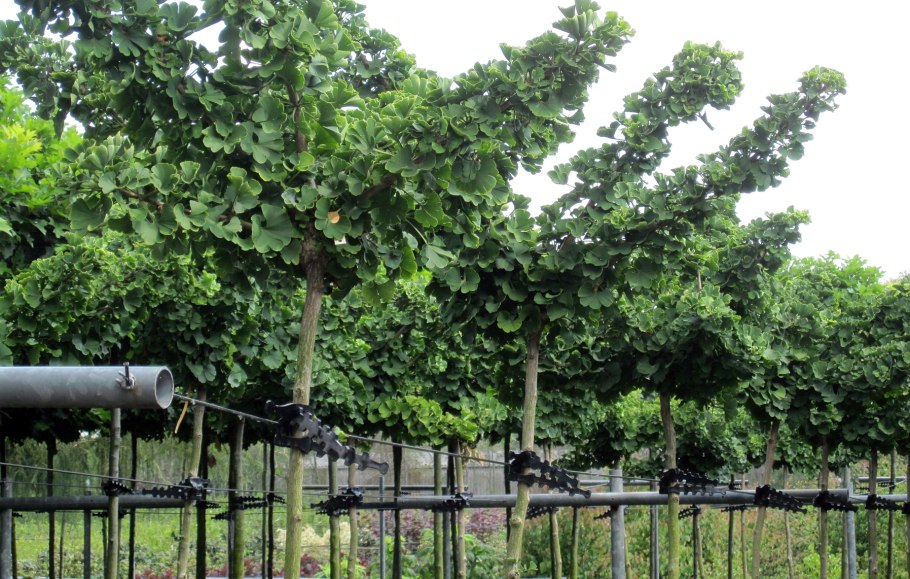 Гинкго саженцы питомник