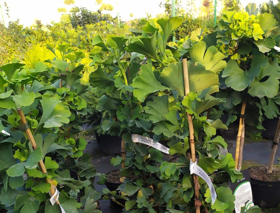 Гинкго билоба Mariken