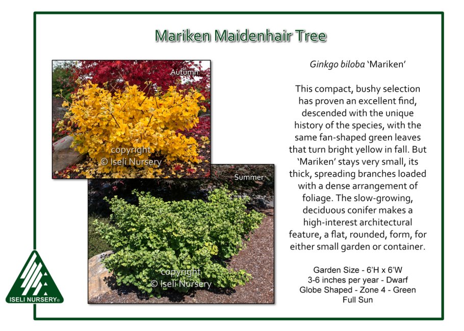 Гинкго билоба Пендула дерево