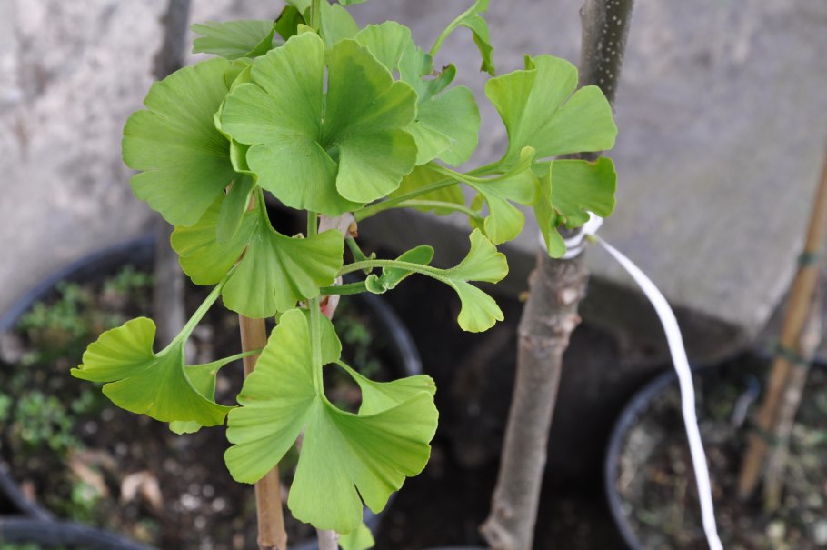 Гинкго Лонг