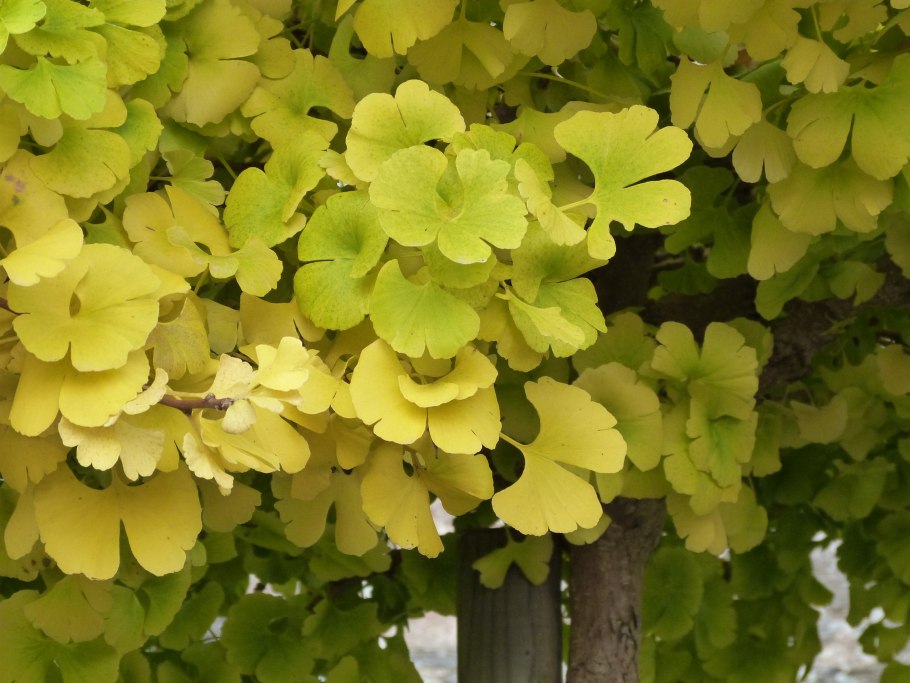 Гинкго Biloba troll