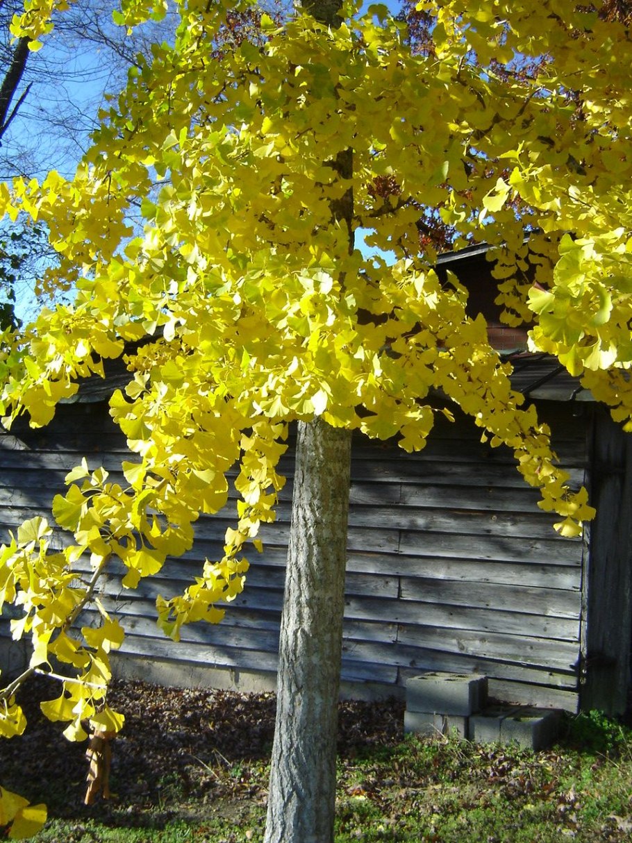 Гинкго билоба тубифолия