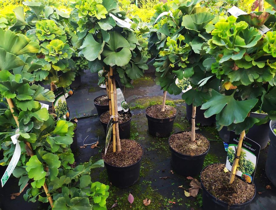 Гинкго билоба штамбовый