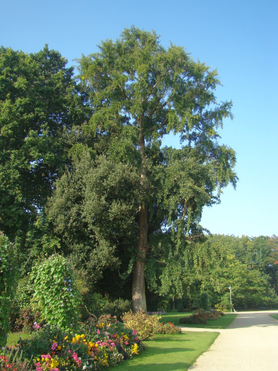 Гинкго двулопастный "Горизонталис"