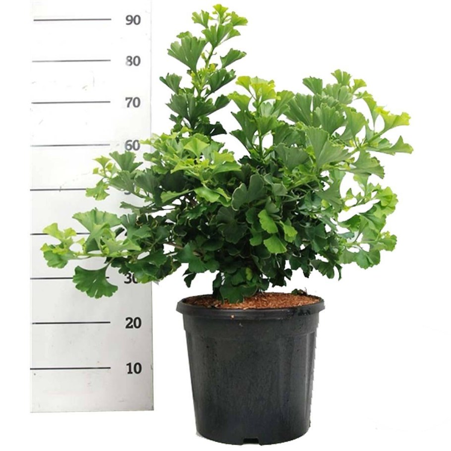 Гинкго билоба Mariken