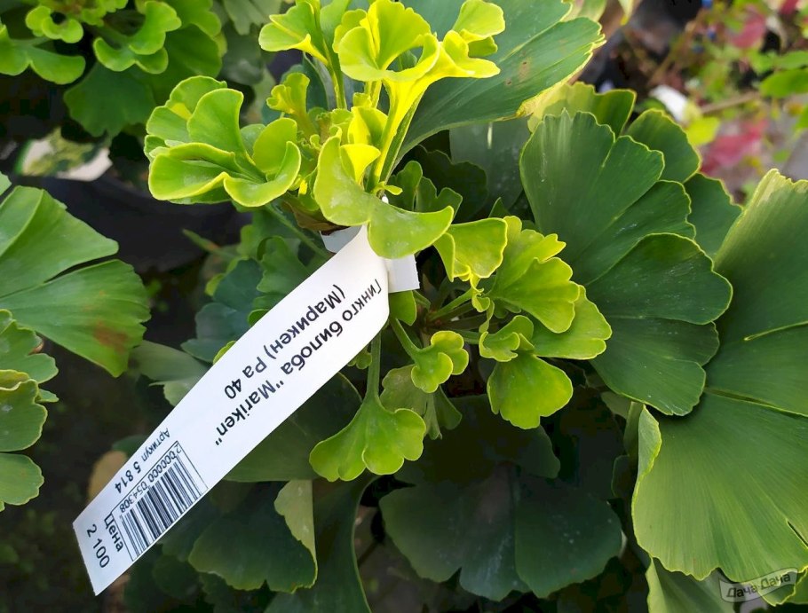 Гинкго двулопастный Марикен