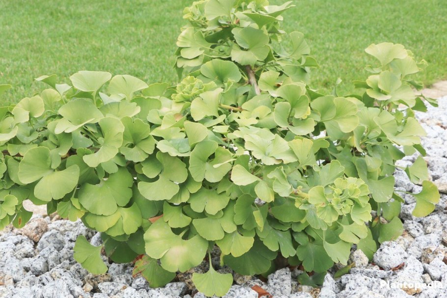 Гинкго билоба "Ginkgo Biloba"