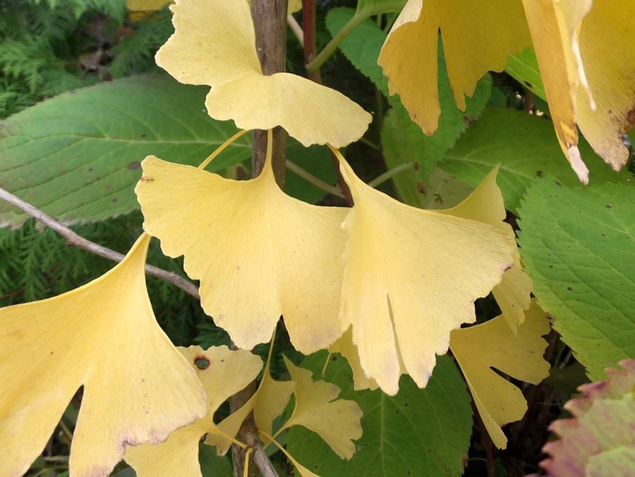 Стихи про дерево гинкго