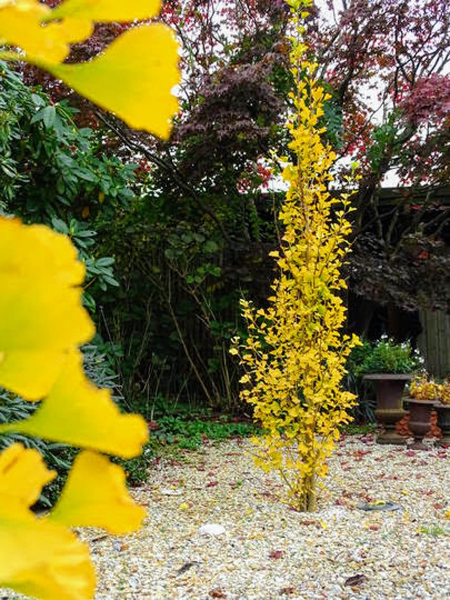 Гинкго билоба на штамбе