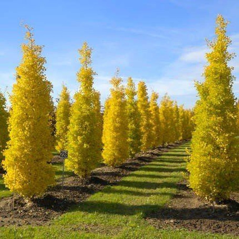 Гинкго двулопастный «Тит»