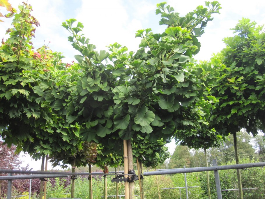 Гинкго билоба штамбовый