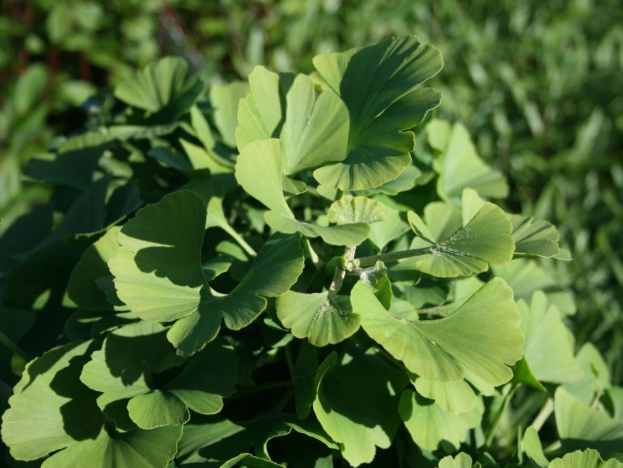 Дерево гинкго Марикен