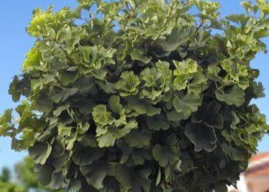 Гинко билоба барги