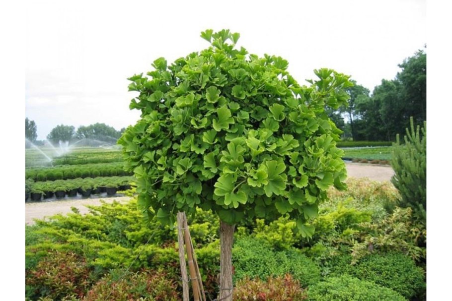 Гинкго билоба Mariken