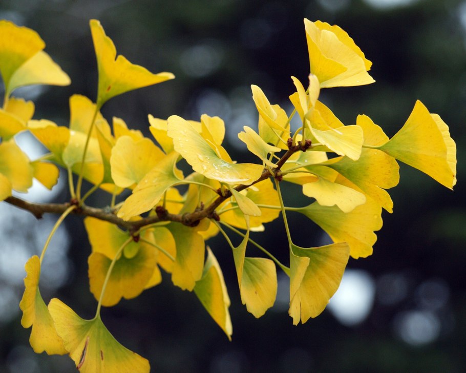 Золотая гинкго билоба