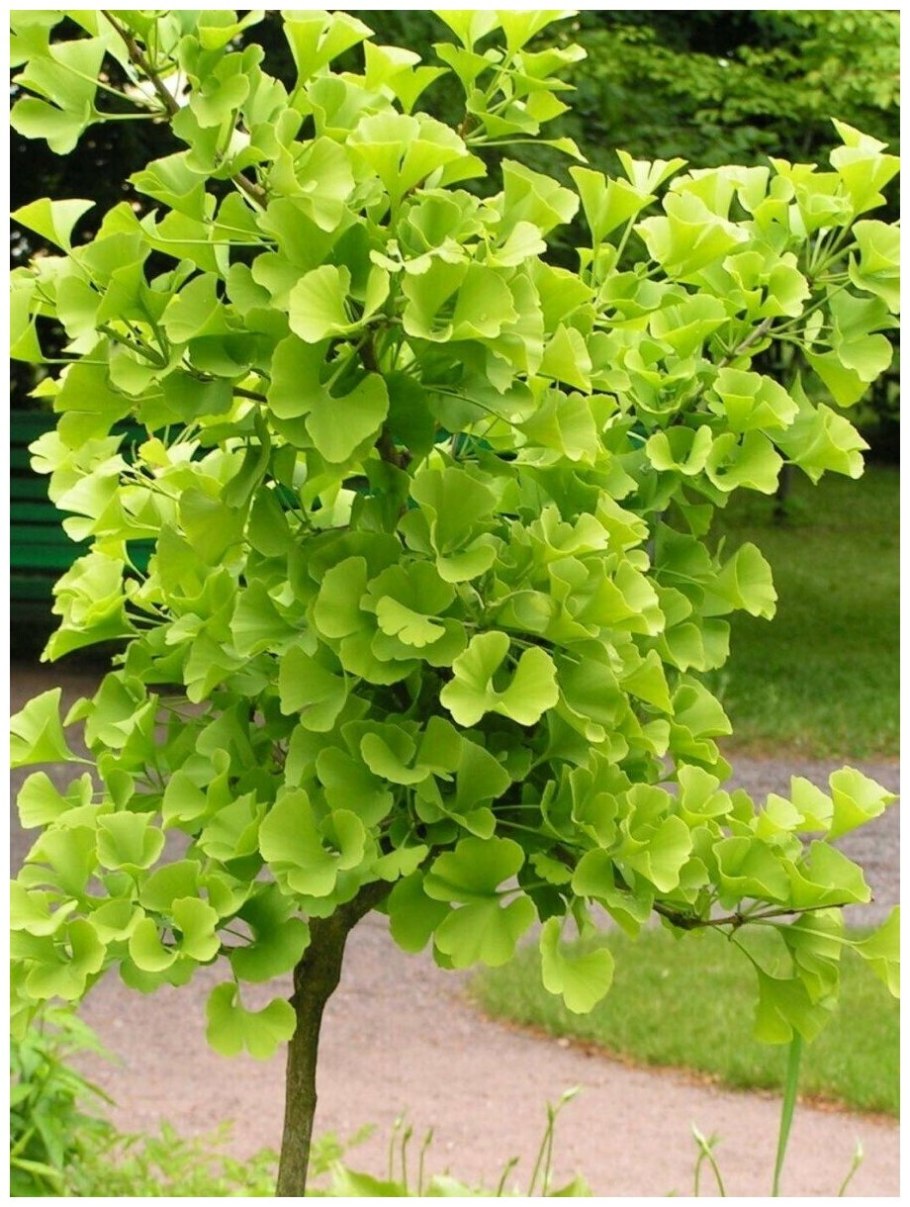 Гинкго билоба Menhir