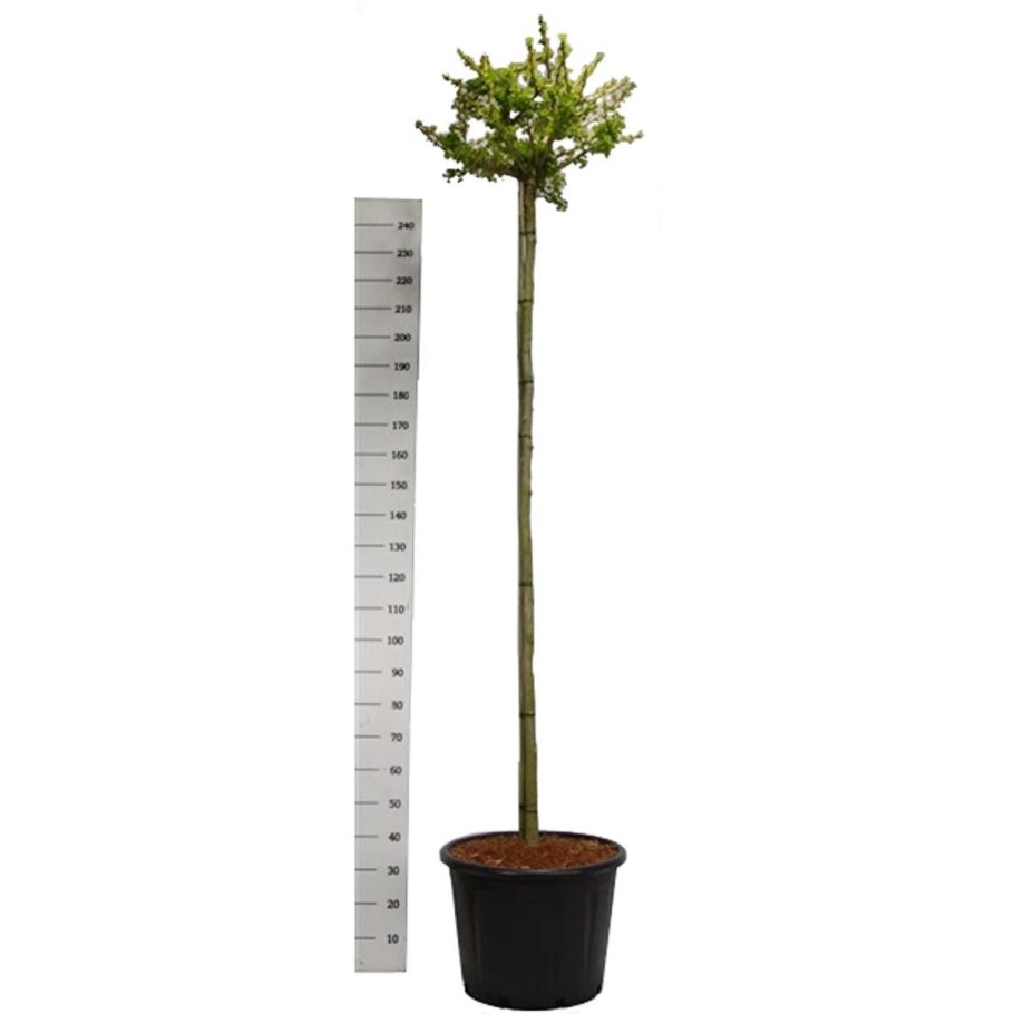 Листья гинкго двулопастного