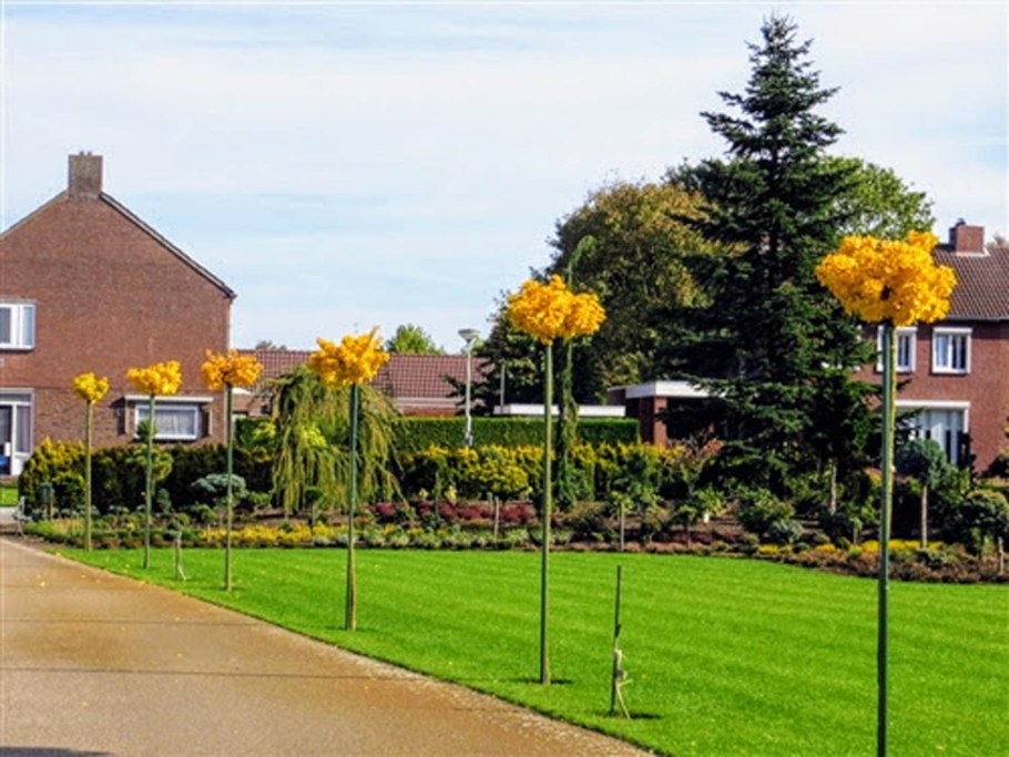 Гинкго двулопастный 'Mariken'