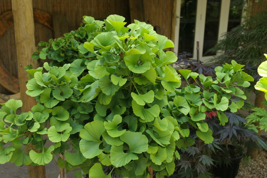 Ginkgo Biloba Mariken Conifers Combo