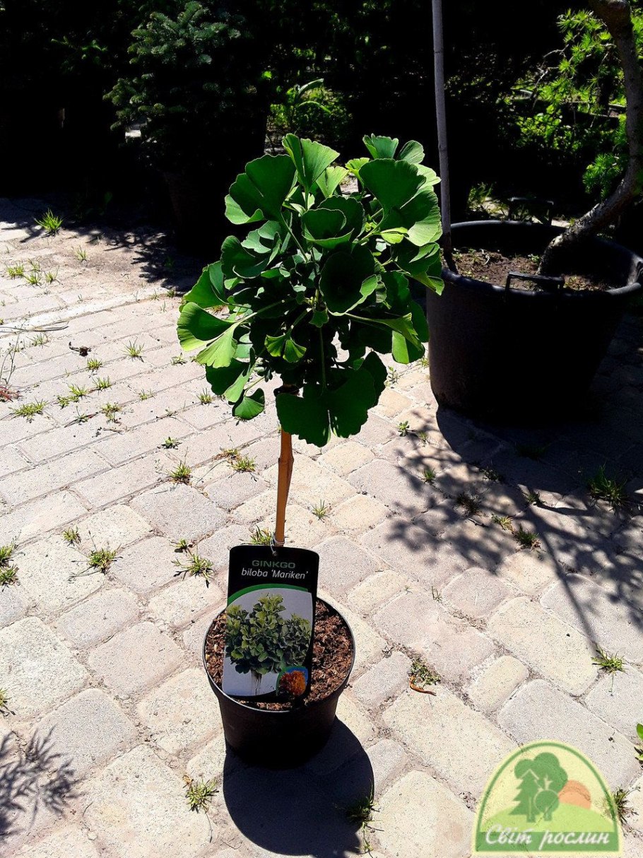 Ginkgo Biloba Yellow Mellow