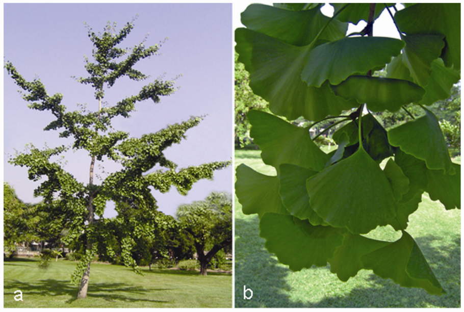 Китайское дерево гинкго