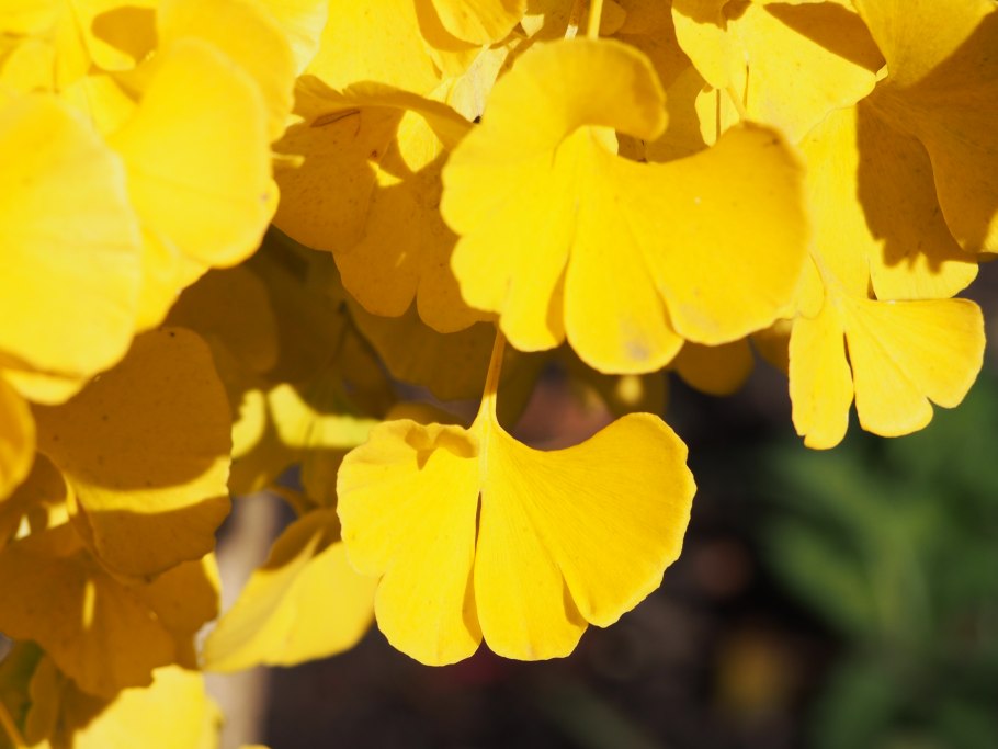 Гинкго Biloba Mariken