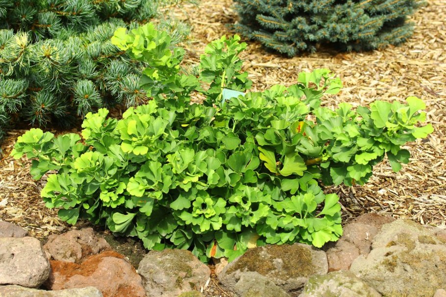 Гинкго двулопастный troll