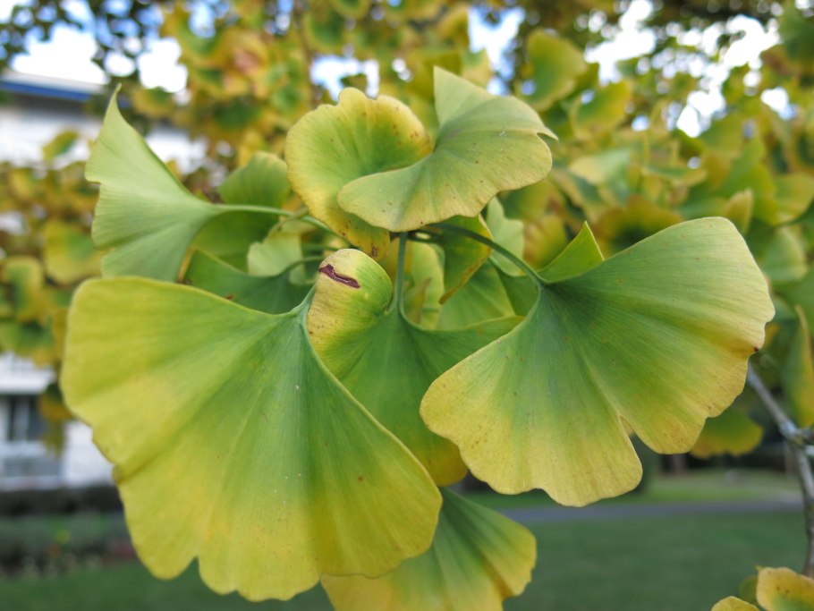 Дерево гинкго Большаково