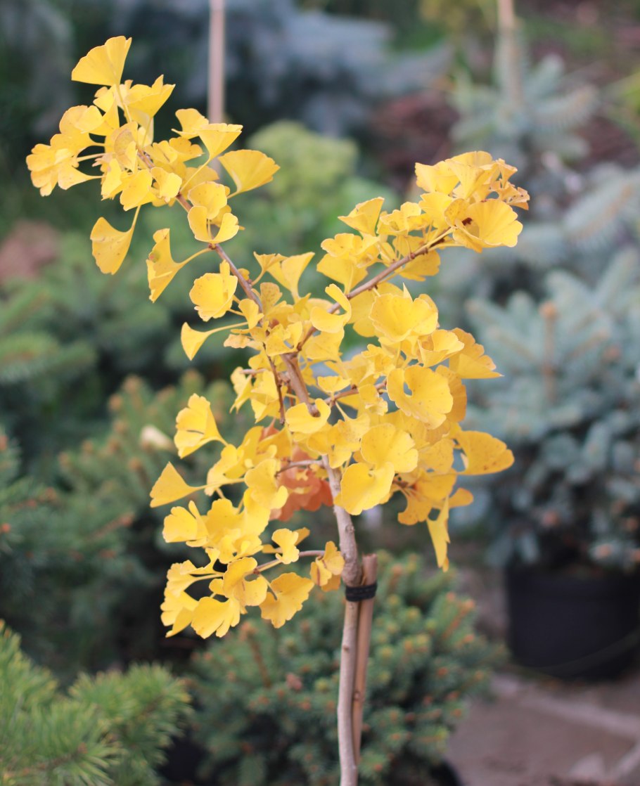 Гинкго билоба "Ginkgo Biloba"