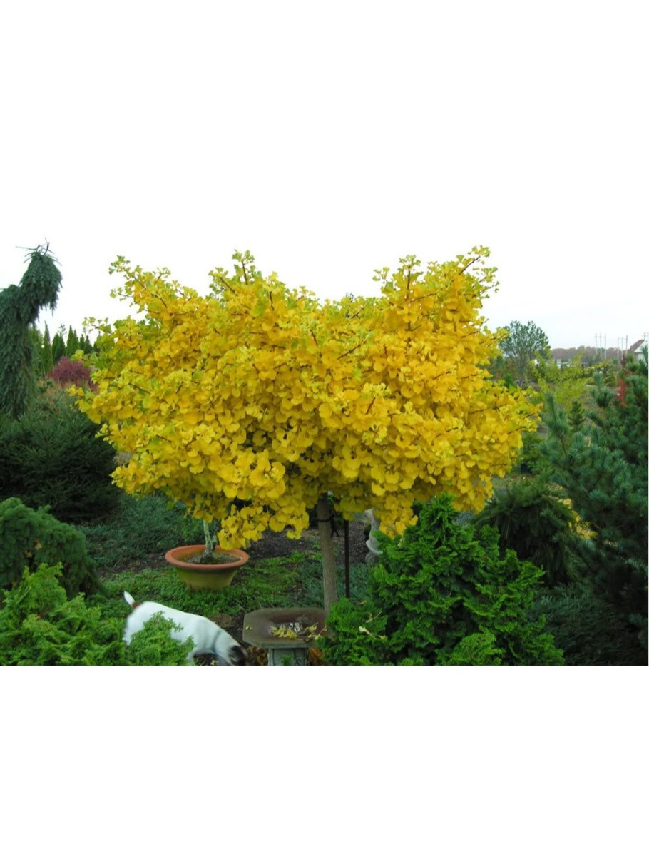 Гинкго билоба формирование кроны дерева