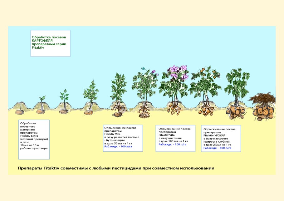 Пестик и тычинка схема