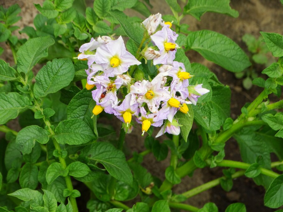 Белые цветки картофеля