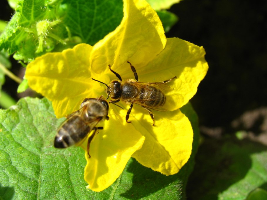 Картофель. Строение растения клубней.