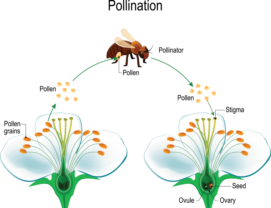 Опыление схема