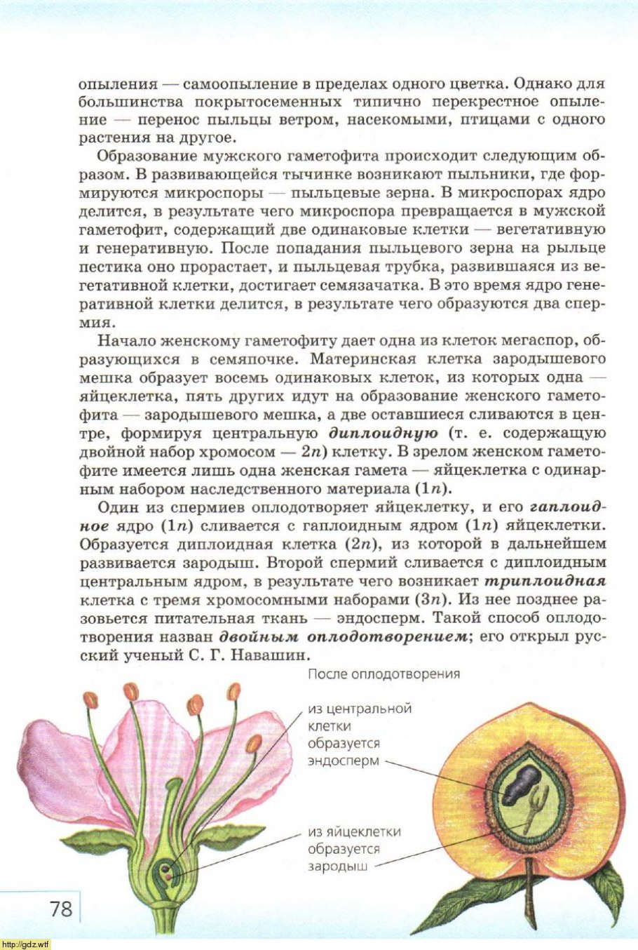 Схема полового размножения покрытосеменных растений