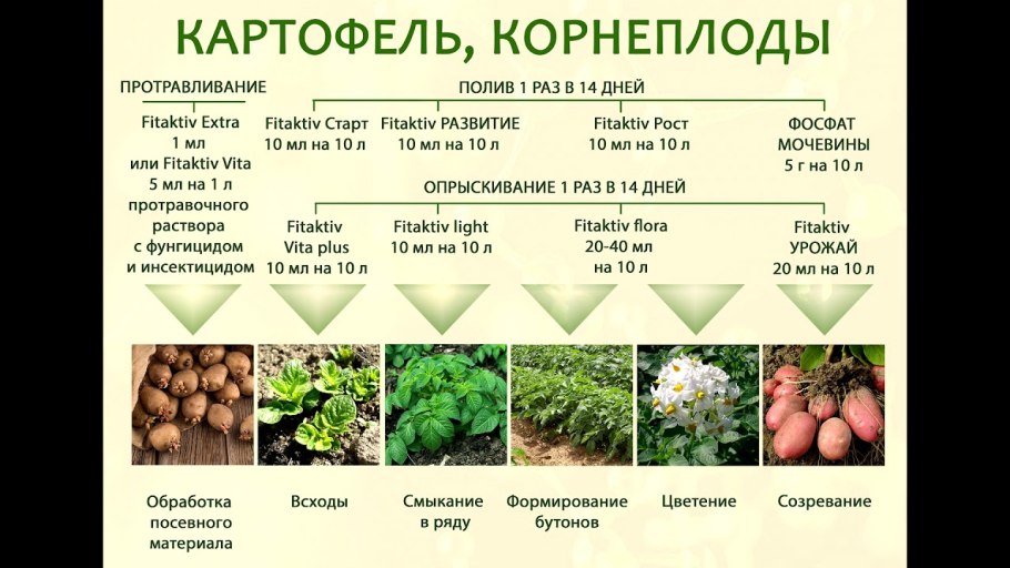 Пчёлы опыляют огурцы