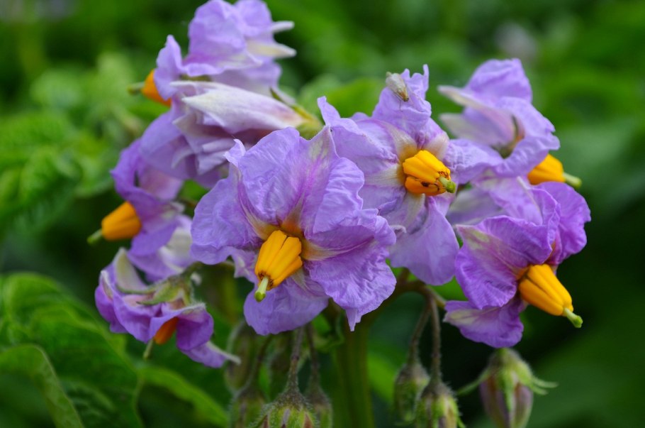 Пестик цветка