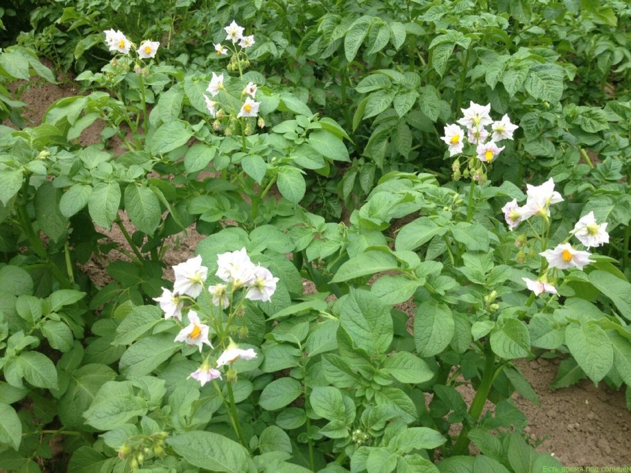 Монохазий соцветие