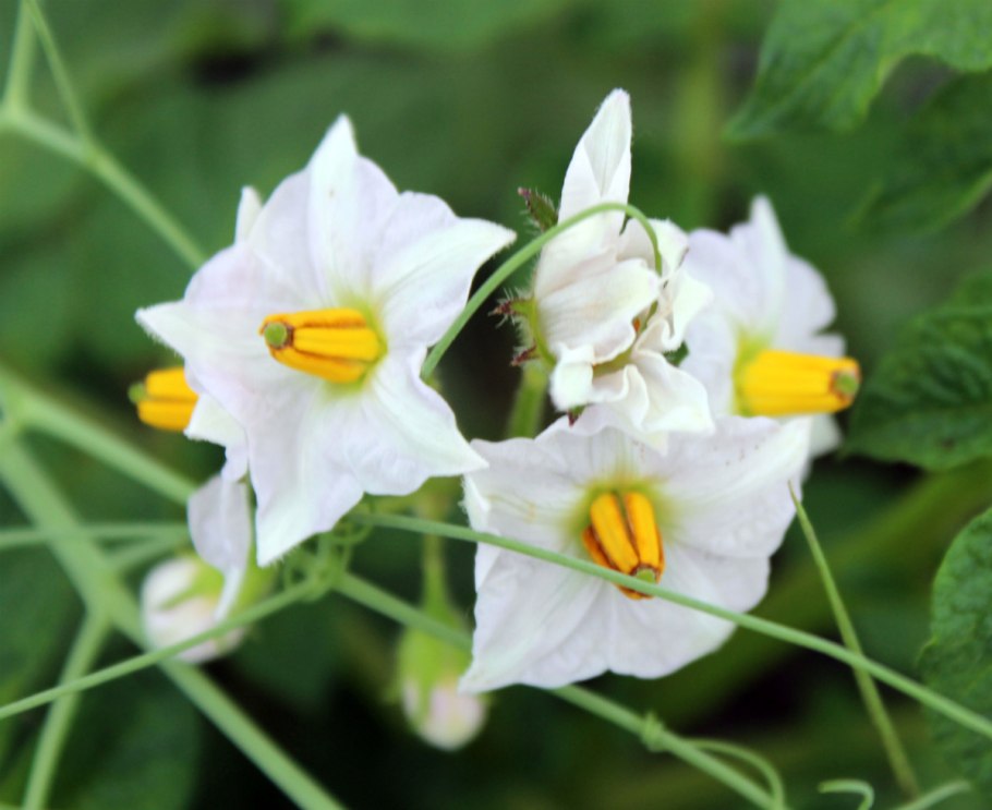 Этапы роста картошки