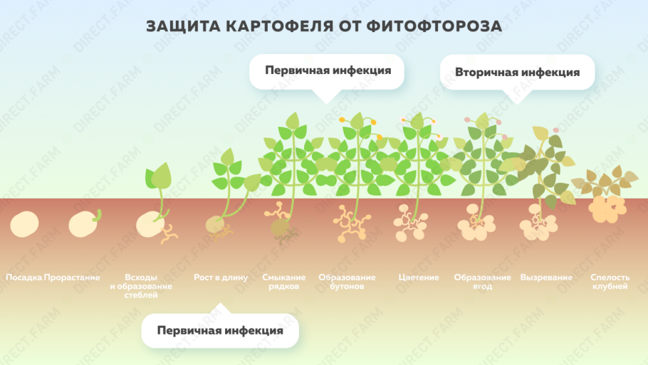 Картошка цветет на даче
