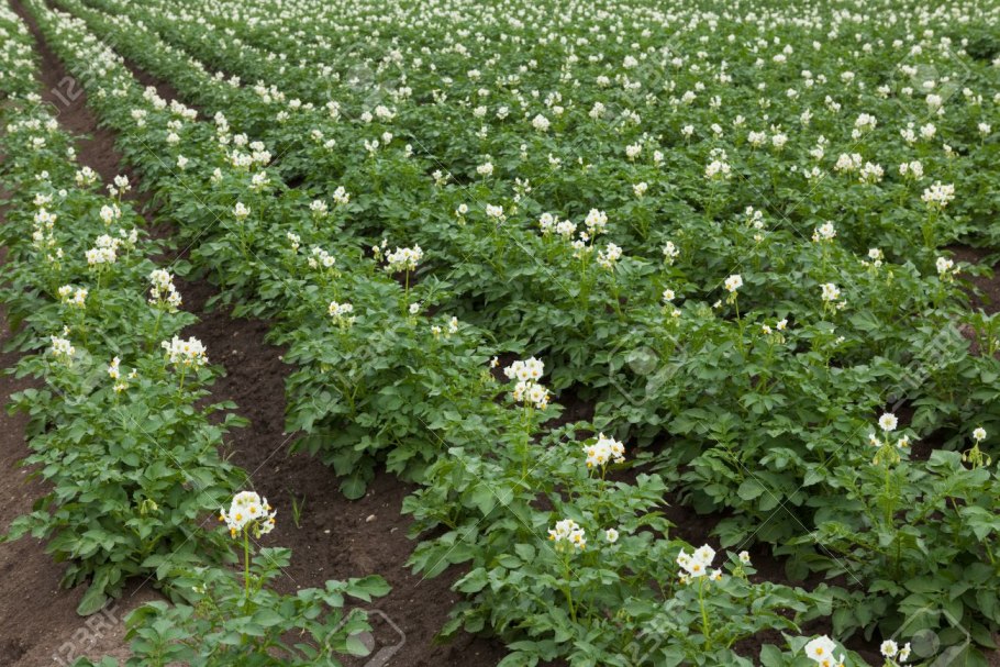 Картофель этапы вегетации