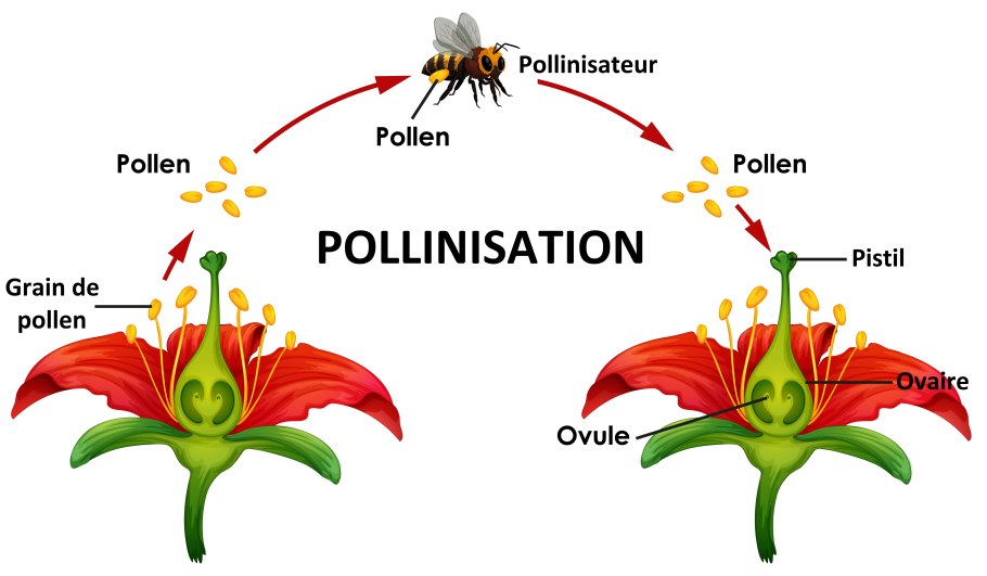 Верхняя и нижняя завязь у цветка