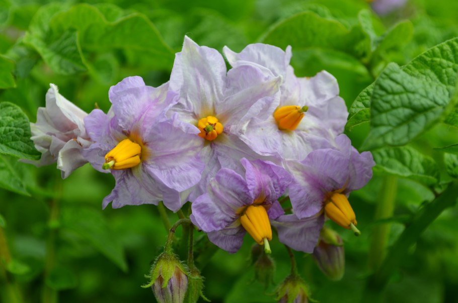 Картофель и корнеплоды