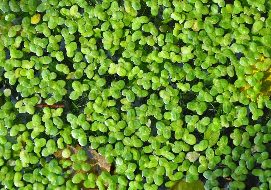 Ряска малая Lemna Minor