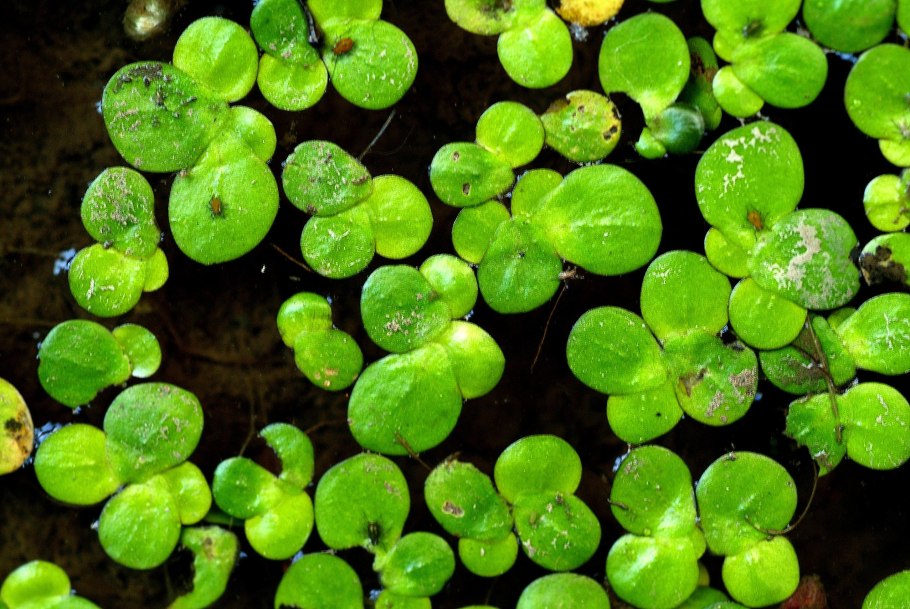 Lemna Minor Ряска