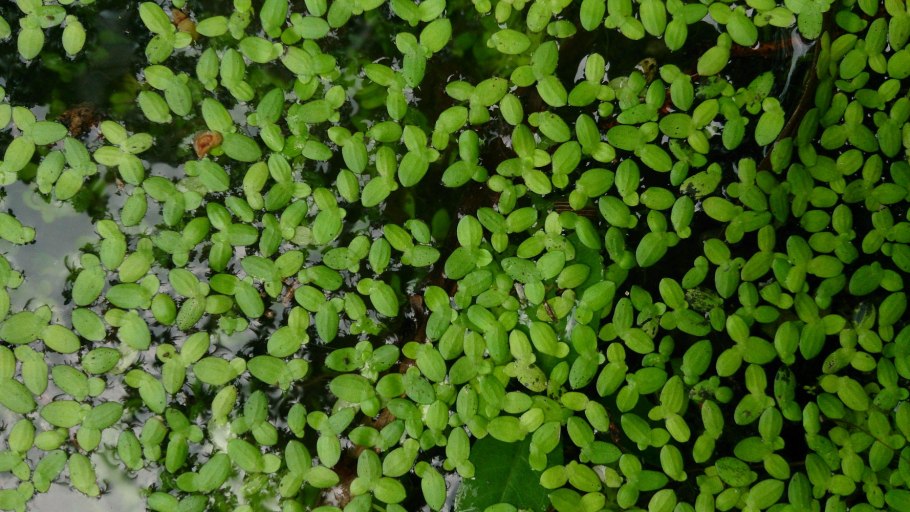 Ряска Болотная