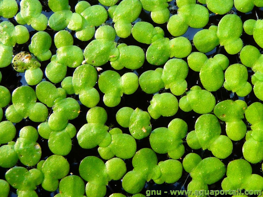 Ряска малая Lemna Minor l.