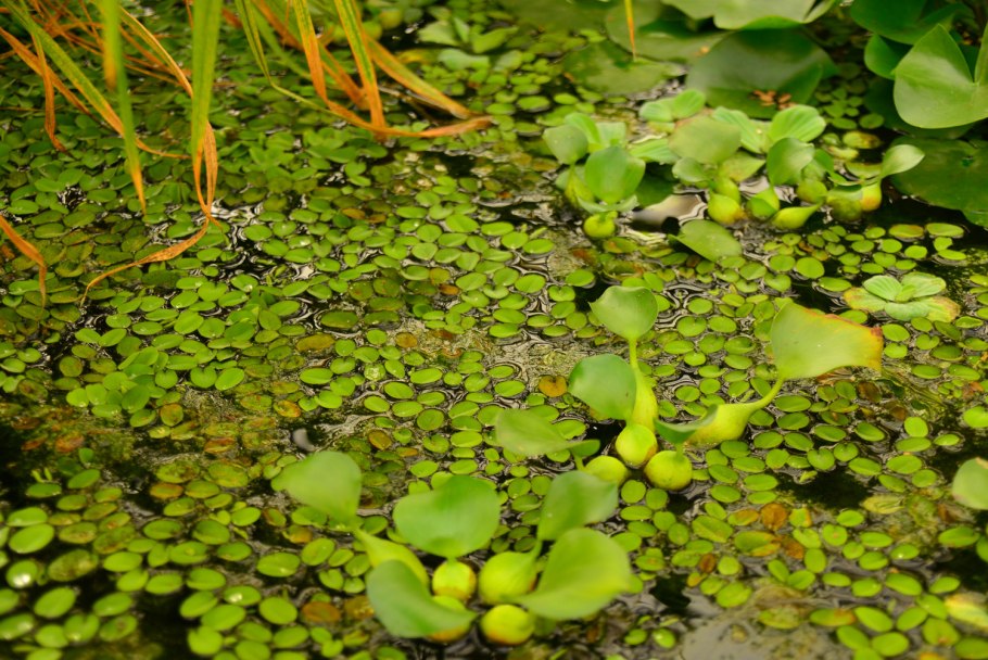 Болотная Ряска листья